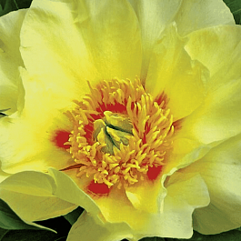 Пион ИТО Viking Full Moon