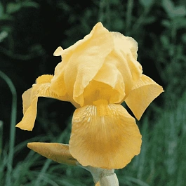 Ирис германский Berkeley Gold