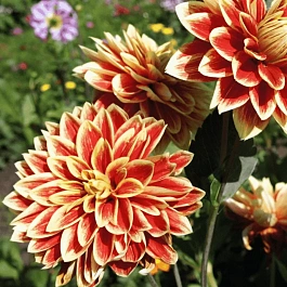 Георгина Caballero