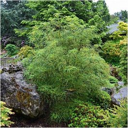 Каштан конский Лациниата