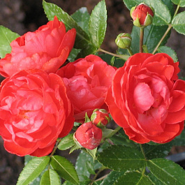 Роза миниатюрная Ориндж Морсдаг Роза миниатюрная Ориндж Морсдаг