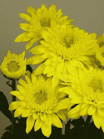 Хризантема  Beppie Yellow