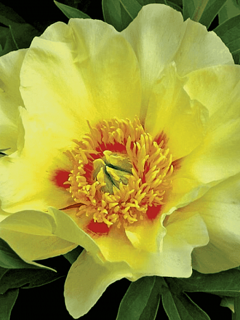 Пион ИТО Viking Full Moon