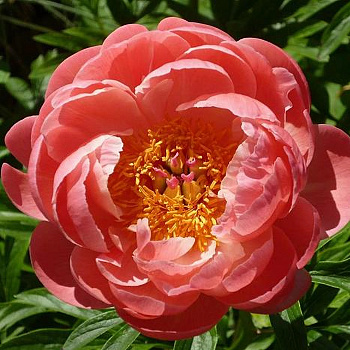 Пион травянистый Корал Чарм
