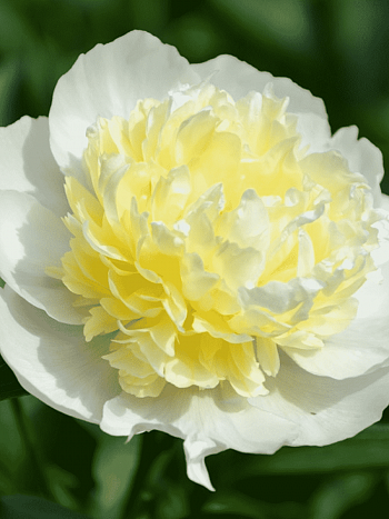 Пион Молочноцветковый Laura Dessert