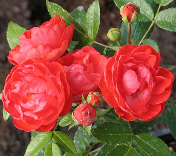 Роза миниатюрная Ориндж Морсдаг