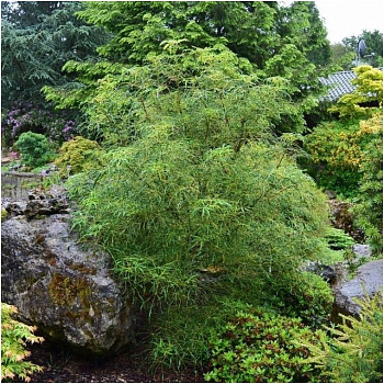 Каштан конский Лациниата