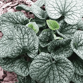 Бруннера крупнолистная Alexander's Great