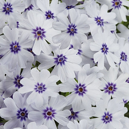 Флокс шиловидный Фарао Блу Ай