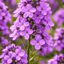 Вечерница Матроны Violet