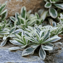 Арабис Фердинанда Кобургского