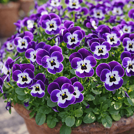 Виола рогатая  Sorbet XP Purple Face