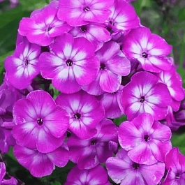 Флокс метельчатый Laura