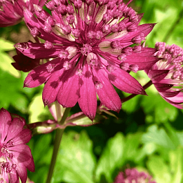 Астранция большая Rubra