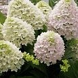 Гортензия метельчатая Little Fraise