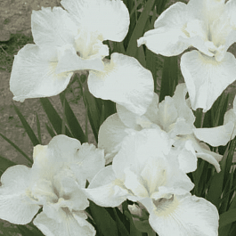 Ирис сибирский Swans In Flight