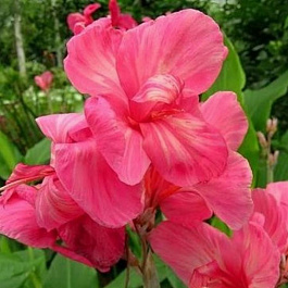 Канна зеленолистная Пинк Бьюти ПАТИО