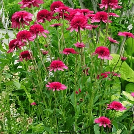 Эхинацея пурпурная Southern Belle