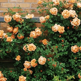 Роза Английская кустовая Lady of Shalott