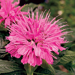 Монарда гибридная Пинк Лэйс Монарда гибридная Пинк Лэйс