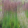 Молиния голубая Moorhexe