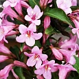 Вейгела цветущая Pink Poppet