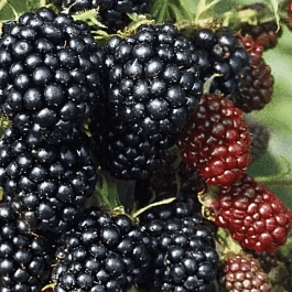 Ежевика садовая Thornless