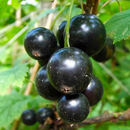 Смородина черная Лентяй