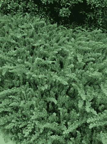 Можжевельник прибрежный  Emerald Sea