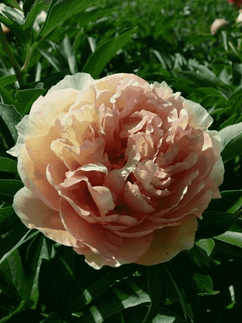 Пион ИТО Canary Brilliants