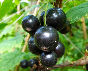 Смородина черная Лентяй