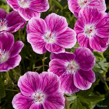 Герань кроваво-красная Элке Герань кроваво-красная Элке