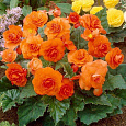 Бегония клубневая крупноцветковая Оранжевая