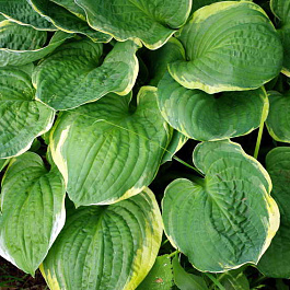 Хоста гибридная Кристмас Три