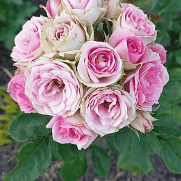 Роза спрей Mimi eden