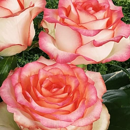 Роза чайно-гибридная Jumilia