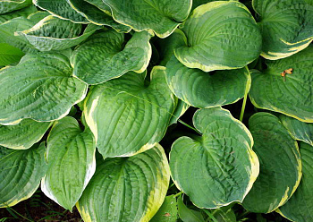 Хоста гибридная Кристмас Три