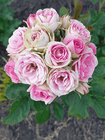 Роза спрей Mimi eden