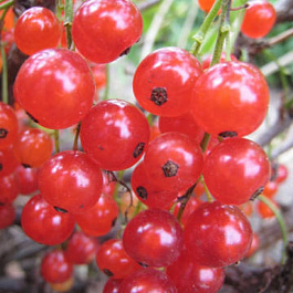 Смородина красная Устина