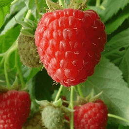 Малина обыкновенная Meeker