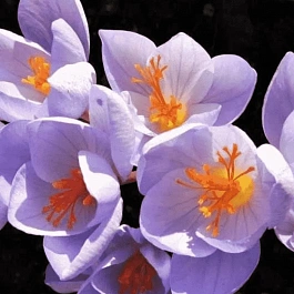 Крокус прекрасный