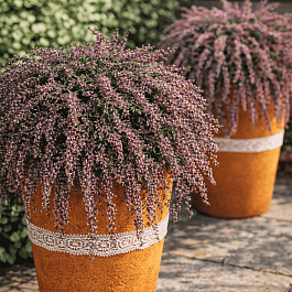 Вереск Rote Janina