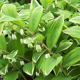 Купена серповидная Вариегатум