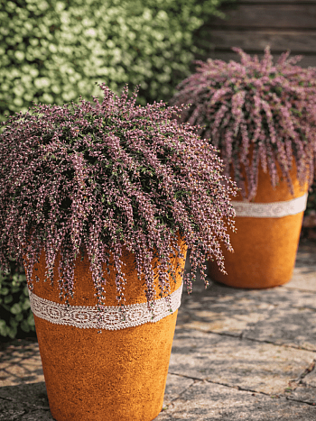 Вереск Rote Janina