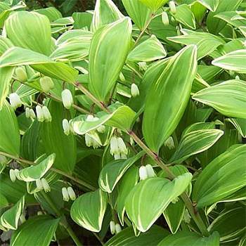 Купена серповидная Вариегатум