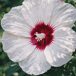 Гибискус болотный Luna White