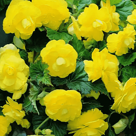 Бегония Double Yellow