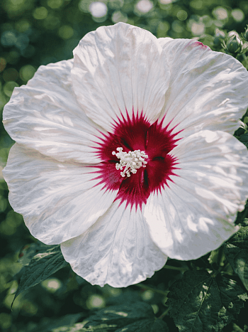 Гибискус болотный Luna White