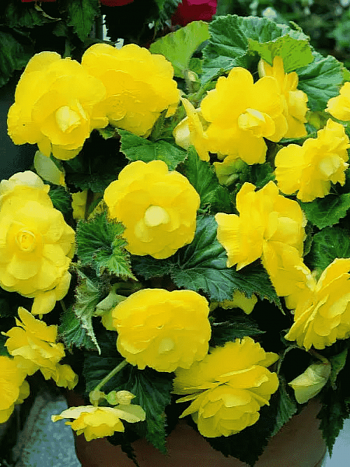 Бегония Double Yellow