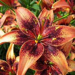 Лилия азиатская Танго Уислер